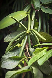 Images Dated 17th January 2020: Africa, SA£o Toma and Principe. Vanilla plant