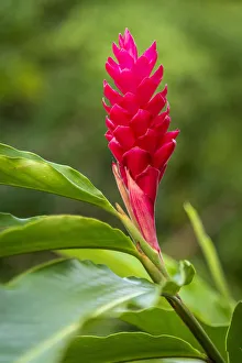 Equatorial Prints: Africa, Sao Tome and Principe. Beautiful pink flower