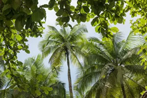 Principe Gallery: Africa, Sao Tome and Principe. The forest with palm trees