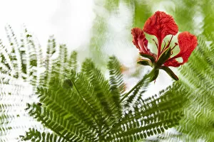 Bush Gallery: Africa, Sao Tome and Principe. Mucumbli flower on a tree