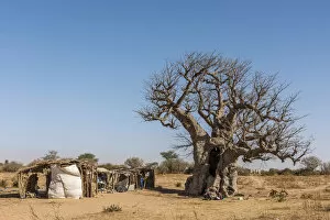 Adansonia Digitata Gallery: Africa, Senegal. A Baobab tree with a little craft market