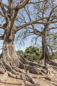 Senegal Prints: Africa, Senegal, Casamance. Majestic Kapok Trees