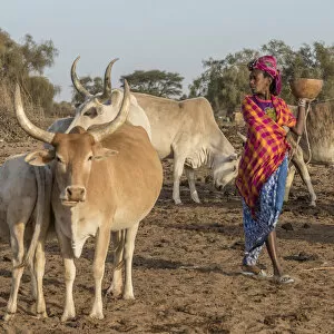 Images Dated 4th February 2018: Africa, Senegal. A Fulani woman going out to milk the Zebus