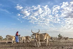 Images Dated 4th February 2018: Africa, Senegal. A Fulani woman milking the Zebus