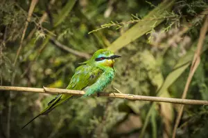 Saint Louis Prints: Africa, Senegal, Saint-Louis. A bird in the Djoudj National Park