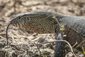 Africa, Senegal, Saint-Louis. A monitor lizard in the Djoudj National Park