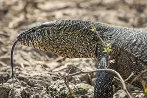 Saint Louis Prints: Africa, Senegal, Saint-Louis. A monitor lizard in the Djoudj National Park
