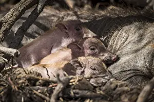 Saint Louis Prints: Africa, Senegal, Saint-Louis. Newborn warthogs in the Djoudj National Park