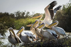 Africa, Senegal, Saint-Louis. Pelican in the Djoudj National Park