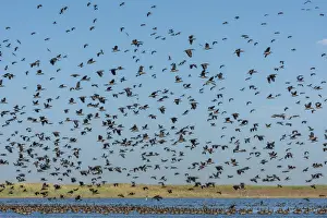 Africa, Senegal, Saint-Louis. White faced whistling ducks in the Djoudj National Park
