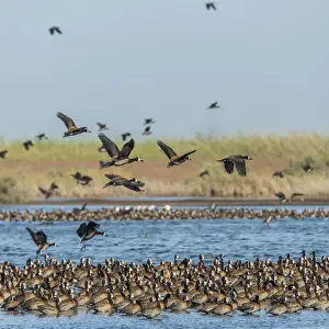 Saint Louis Prints: Africa, Senegal, Saint-Louis. White faced whistling ducks in the Djoudj National Park