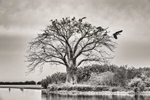 Africa Gallery: Africa, Senegal, Sine-Saloum-Delta. Sacred tree with birds