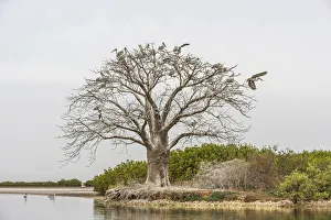 Africa, Senegal, Sine-Saloum-Delta. Sacred tree with birds