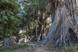 Africa, Senegal, Sine-Saloum-Delta. Poet working under the fromager tree