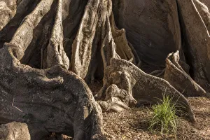 Africa, Senegal, Sine-Saloum-Delta. Roots of a giant fromager tree
