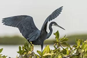 Africa, Senegal, Sine-Saloum-Delta. Black heron