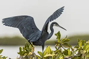 Senegal Prints: Africa, Senegal, Sine-Saloum-Delta. Black heron