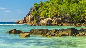 Plants Prints: Africa, Seychelles, Mahe. A Grey Heron watching out for prey in Anse Gouvernment
