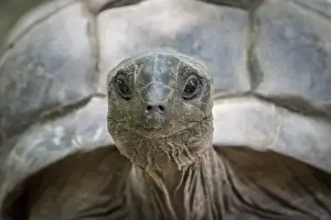 Victoria Prints: Africa, Seychelles, Mahe. Meeting with a giant Tortoise in the Botanical gardens of Victoria