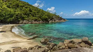 Plants Prints: africa, Seychelles, Mahe. Near Anse Major sandy beach seen from the trail