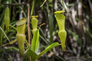 Images Dated 7th January 2022: africa, Seychelles, Mahe. A pitcher plant found on the hiking trail of the Trois Freres