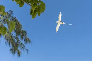 Bird Gallery: africa, Seychelles, Praslin. Cousin Island Special Nature Reserve. A white tailed tropicbird, flying