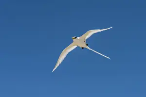 africa, Seychelles, Praslin. Cousin Island Special Nature Reserve. A white tailed tropicbird, flying