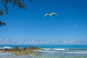africa, Seychelles, Praslin. Cousin Island Special Nature Reserve. A white tailed tropicbird, flying