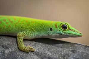 Africa, Seychelles, Praslin. A green day gecko macro