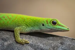Lizard Prints: Africa, Seychelles, Praslin. A green day gecko macro