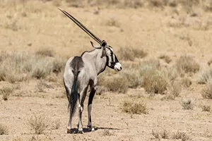 Images Dated 25th January 2017: Africa, South Africa, Kalahari Transfrontier Park. Oryx