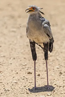 Africa, South Africa, Kalahari Transfrontier Park. A secretary bird Africa, South Africa, Kalahari Transfrontier Park. A secretary bird