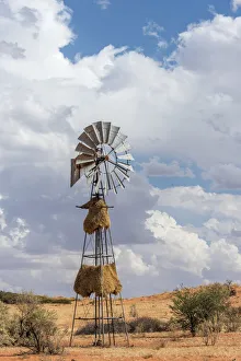 Images Dated 25th January 2017: Africa, South africa, Kalahari Transfrontier Park