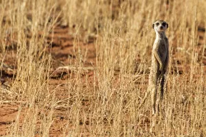 Images Dated 25th January 2017: Africa, South Africa, Kgalagadi Transfrontier Park. Meerkat
