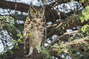 Images Dated 25th January 2017: Africa, South Africa, Kgalagadi Transfrontier Park. spotted eagle-owl
