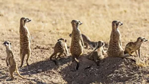 Images Dated 25th January 2017: Africa, South Africa, Kgalagadi Transfrontier Park. Meerkats