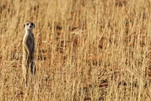 Images Dated 25th January 2017: Africa, South Africa, Kgalagadi Transfrontier Park. Meerkat