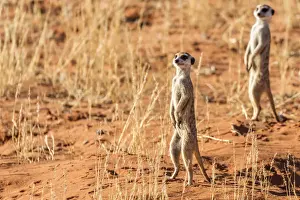 Africa, South Africa, Kgalagadi Transfrontier Park. Meerkats
