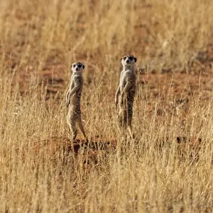 Meerkats Prints: Africa, South Africa, Kgalagadi Transfrontier Park. Meerkats