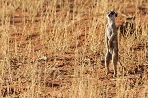 Africa, South Africa, Kgalagadi Transfrontier Park. Meerkat