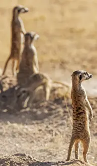 Africa, South Africa, Kgalagadi Transfrontier Park. Meerkats