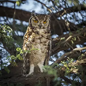 Africa, South Africa, Kgalagadi Transfrontier Park. spotted eagle-owl