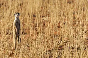 Africa, South Africa, Kgalagadi Transfrontier Park. Meerkat