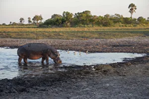 Africa, Southern Africa, African, Botswana, Abu, Hippopotamus and Leopard