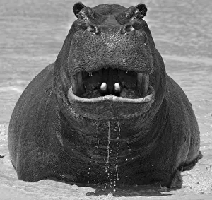 Africa, Southern Africa, African, Botswana, Okavango, Abu, Hippopotamus