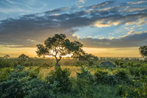 Africa, Southern Africa, African, Northeastern, Kruger National Park, sunset in the bush