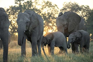Images Dated 25th June 2019: Africa, Southern Africa, African, Botswana, Okavango Delta, Abu Camp, Abu herd