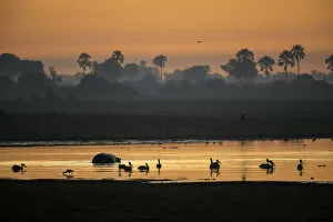 Images Dated 25th June 2019: Africa, Southern Africa, African, Botswana, Okavango Delta, Abu Camp, sunrise