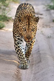 Africa, Southern Africa, African, Northeastern, Sabi Sand Private Game Reserve, Leopard