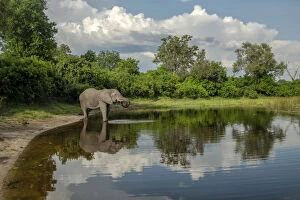Images Dated 25th June 2019: Africa, Southern Africa, Botswana, Okavango Delta, Savuti, African Elephant at Savuti